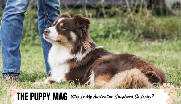 Why Your Australian Shepherd Itches So Much & What To Do ...