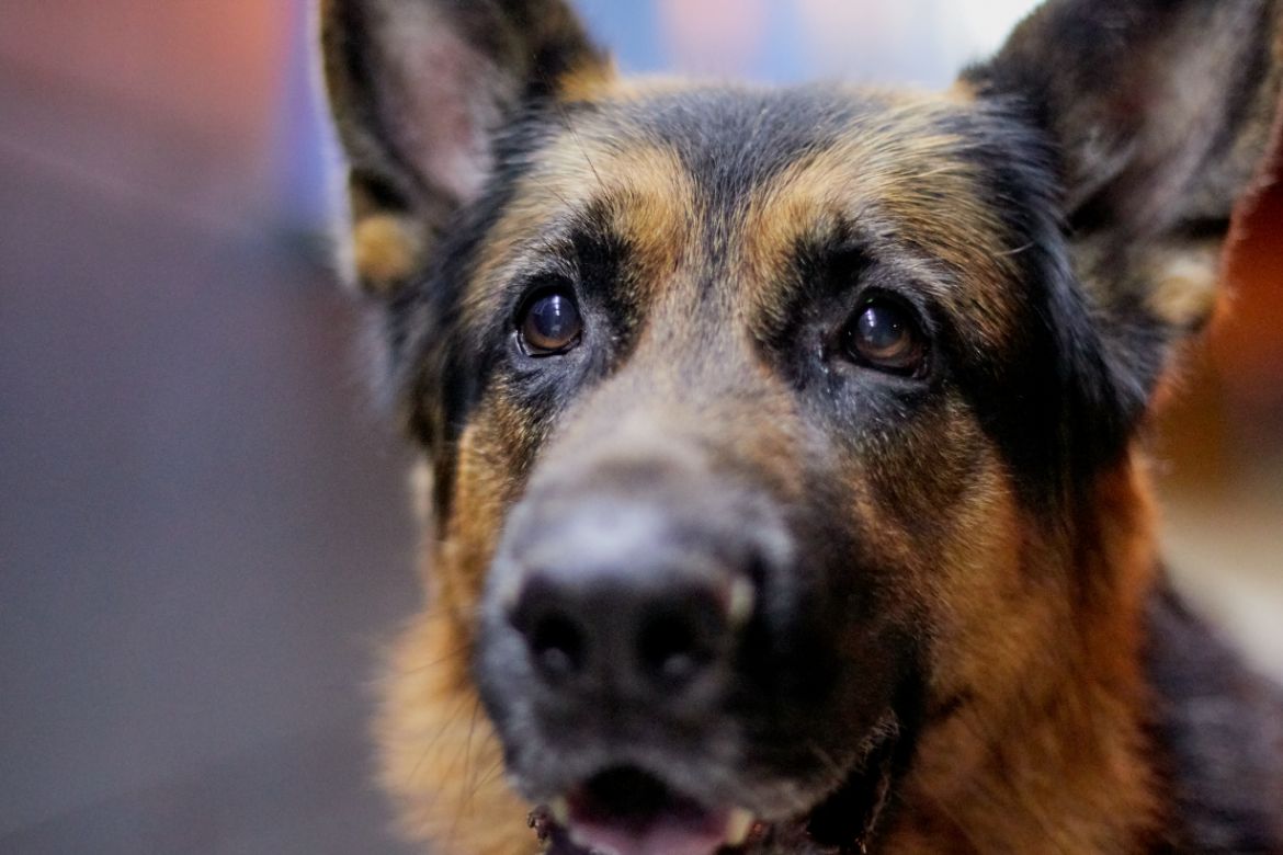 Why your German Shepherd barks, howls or whines at night