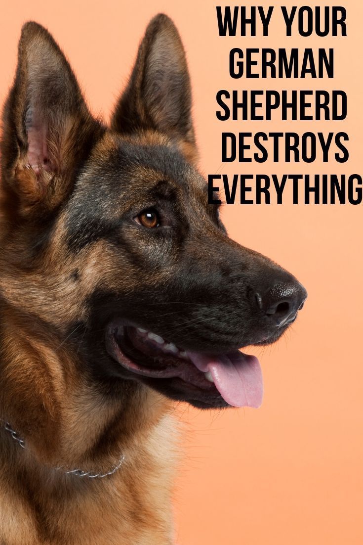Why your German Shepherd destroys everything