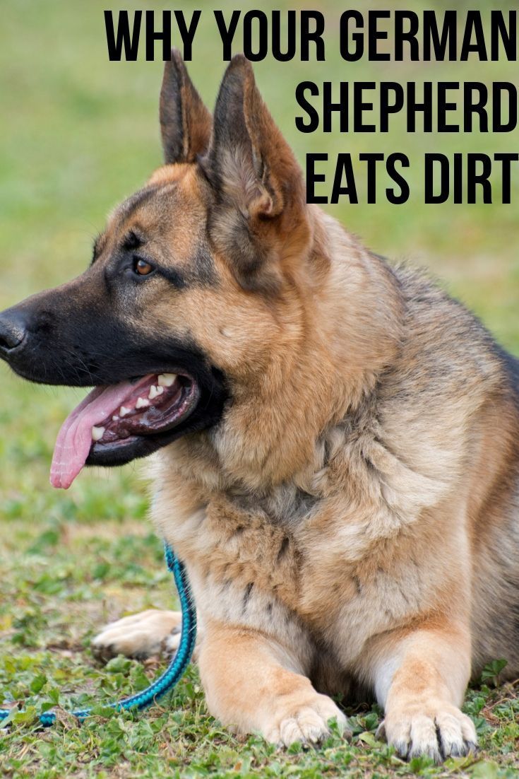 Why Your German Shepherd Eats Dirt