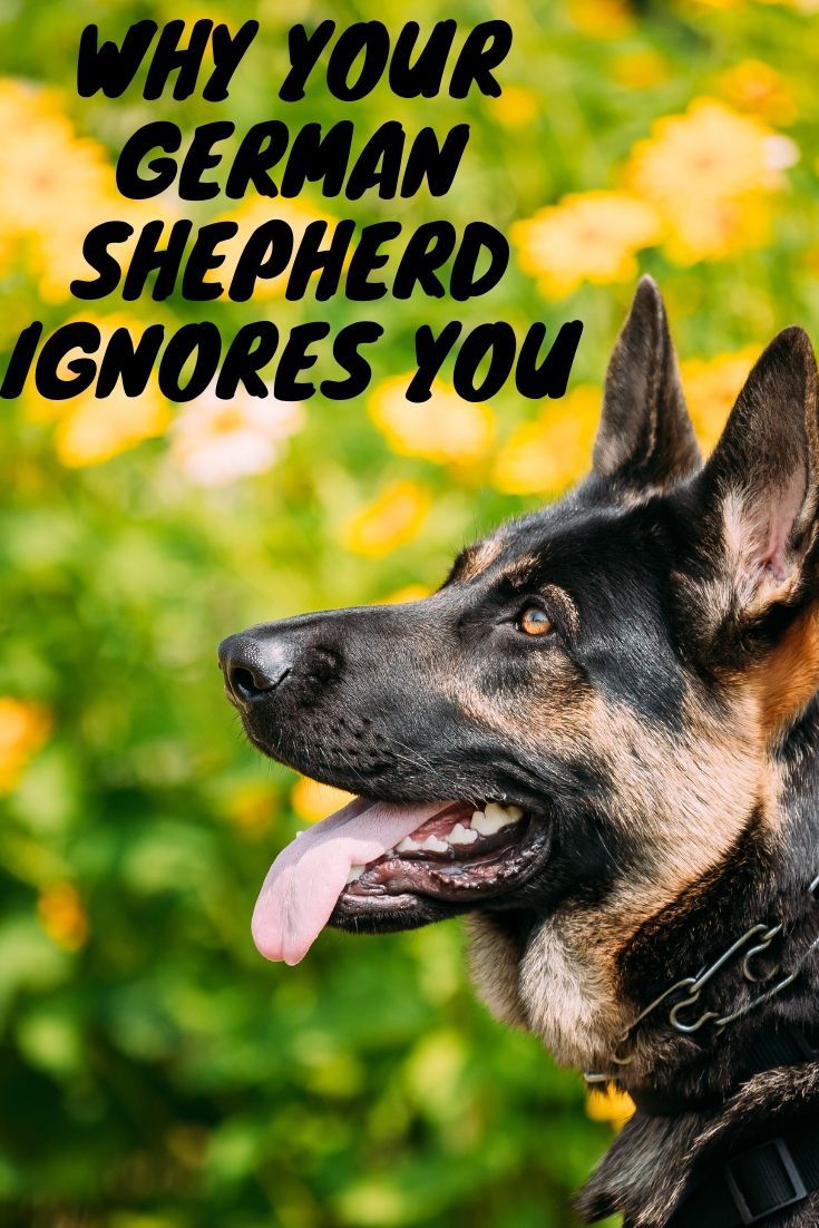 Why Your German Shepherd Ignores You
