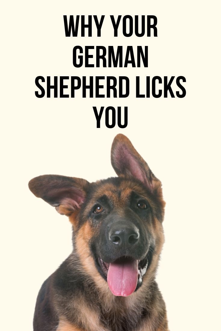 Why Your German Shepherd Licks You in 2021