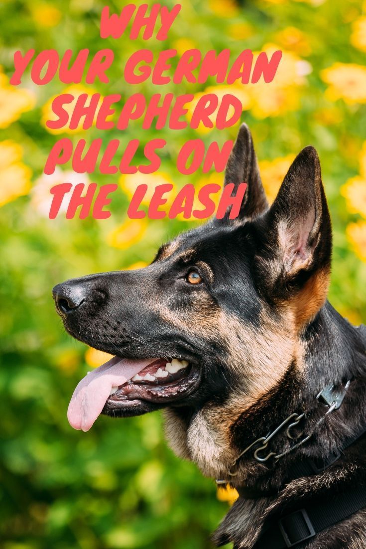 Why Your German Shepherd Pulls On The Leash