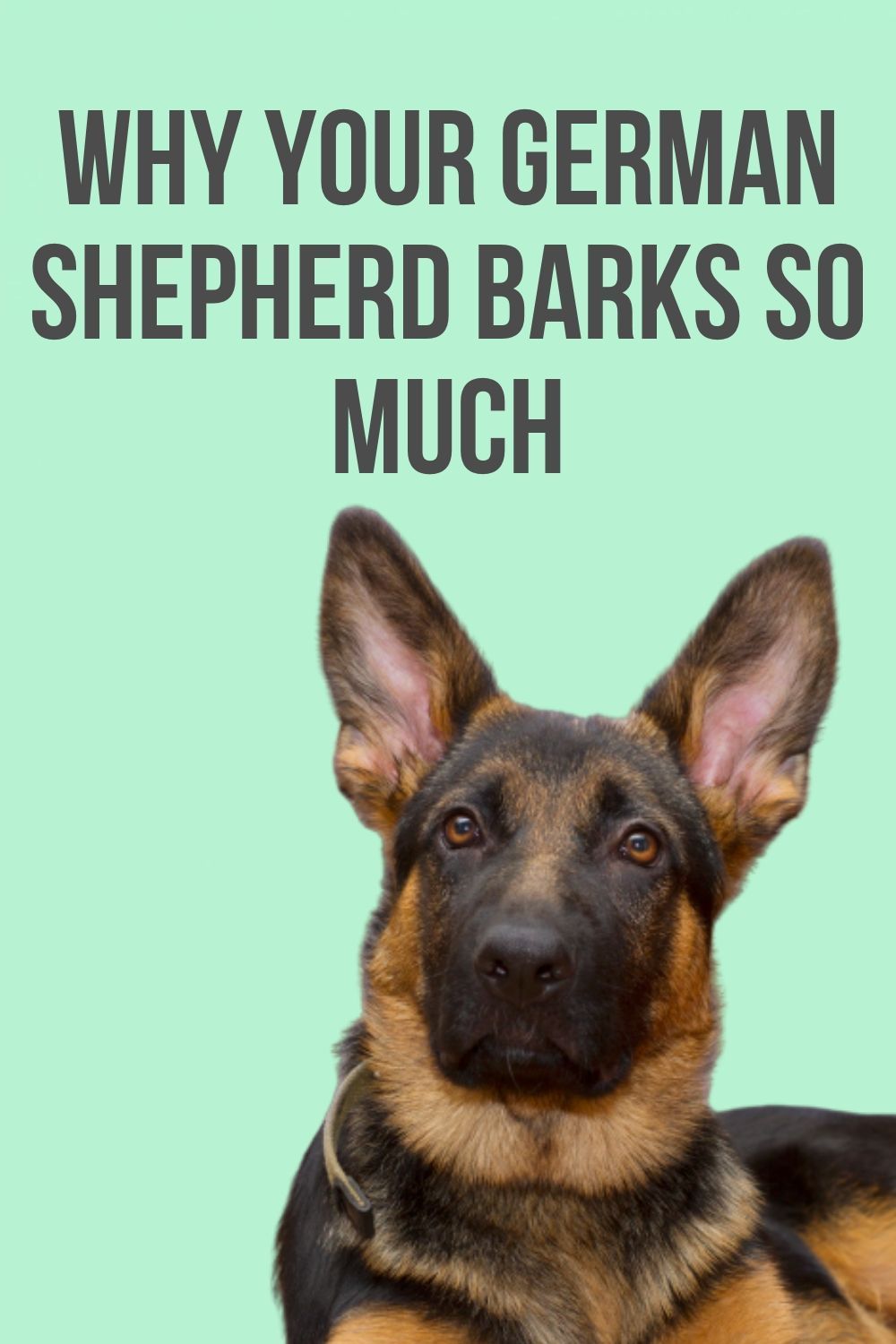 Why your GSD barks so much in 2020