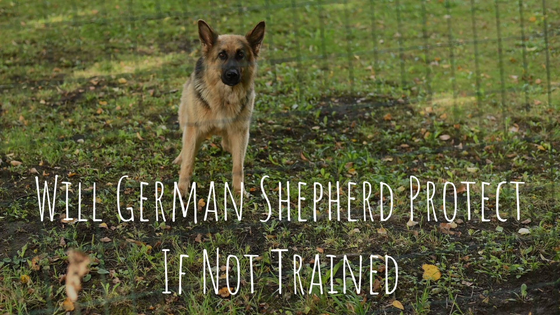 Will German Shepherd Protect If Not Trained? How to Train ...
