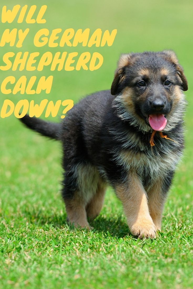 Will My German Shepherd Calm Down?