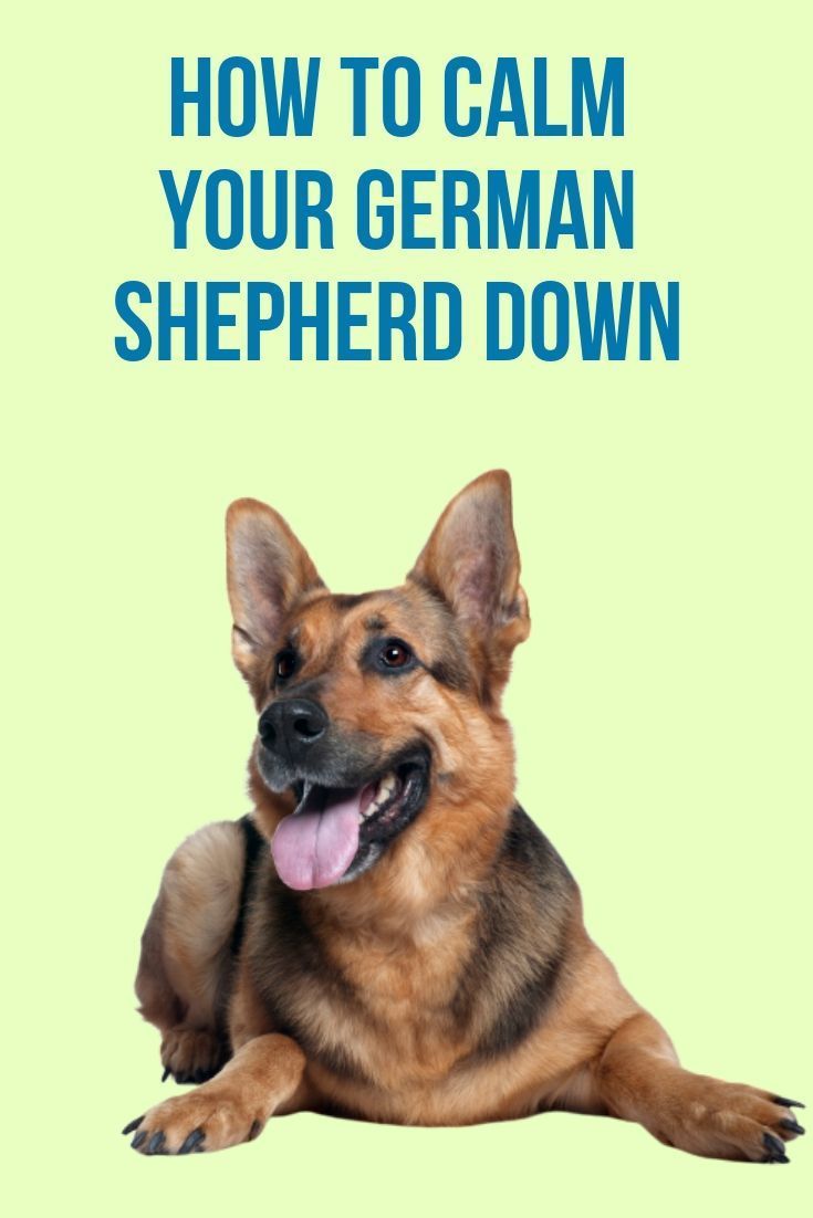 Will My German Shepherd Calm Down? in 2020