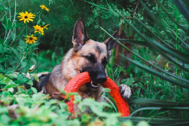 Will My German Shepherd Protect Me If Untrained ?Facts You ...