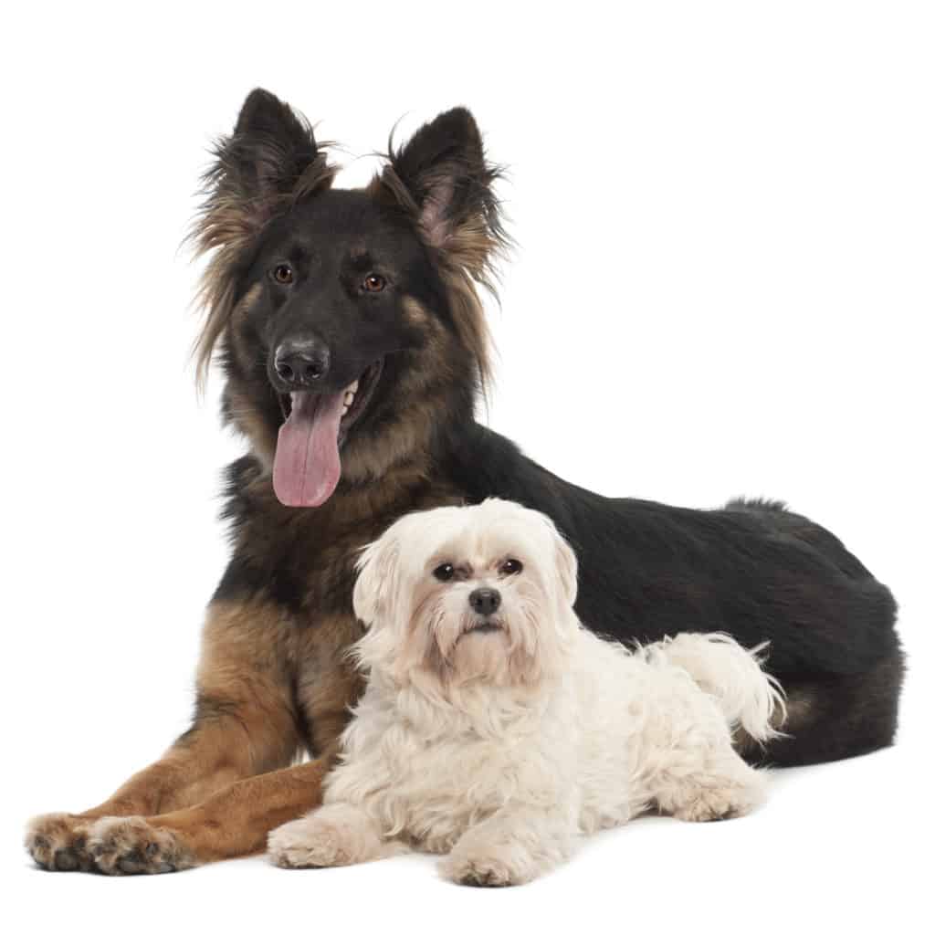 ð¦´ Best Dog Food for Senior Dogs ð¦´ GoodPuppyFood