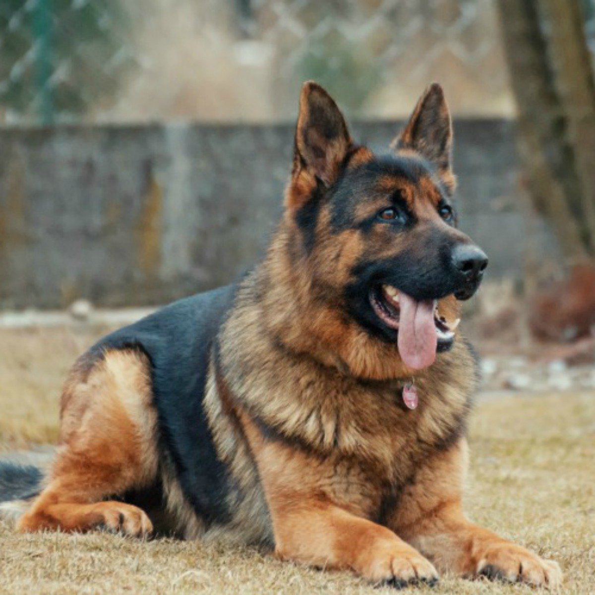 Your 10 Most Popular Questions about German Shepherd Dogs ...