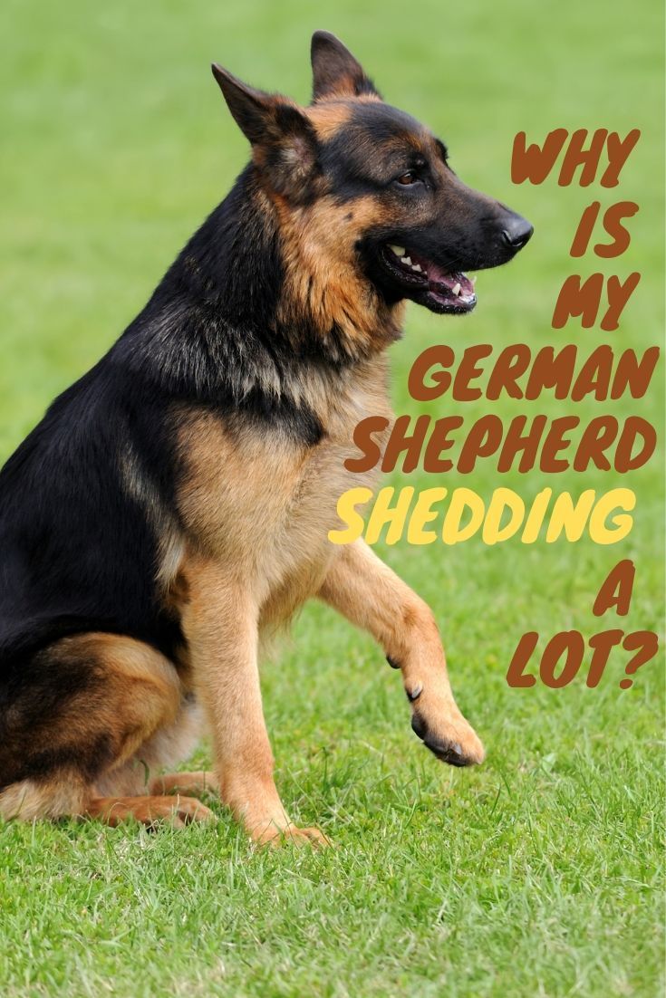 Your German Shepherd could be shedding a lot for a number ...