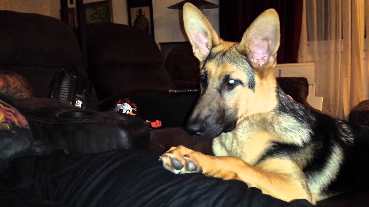 Zeus, My Talking German Shepherd Puppy