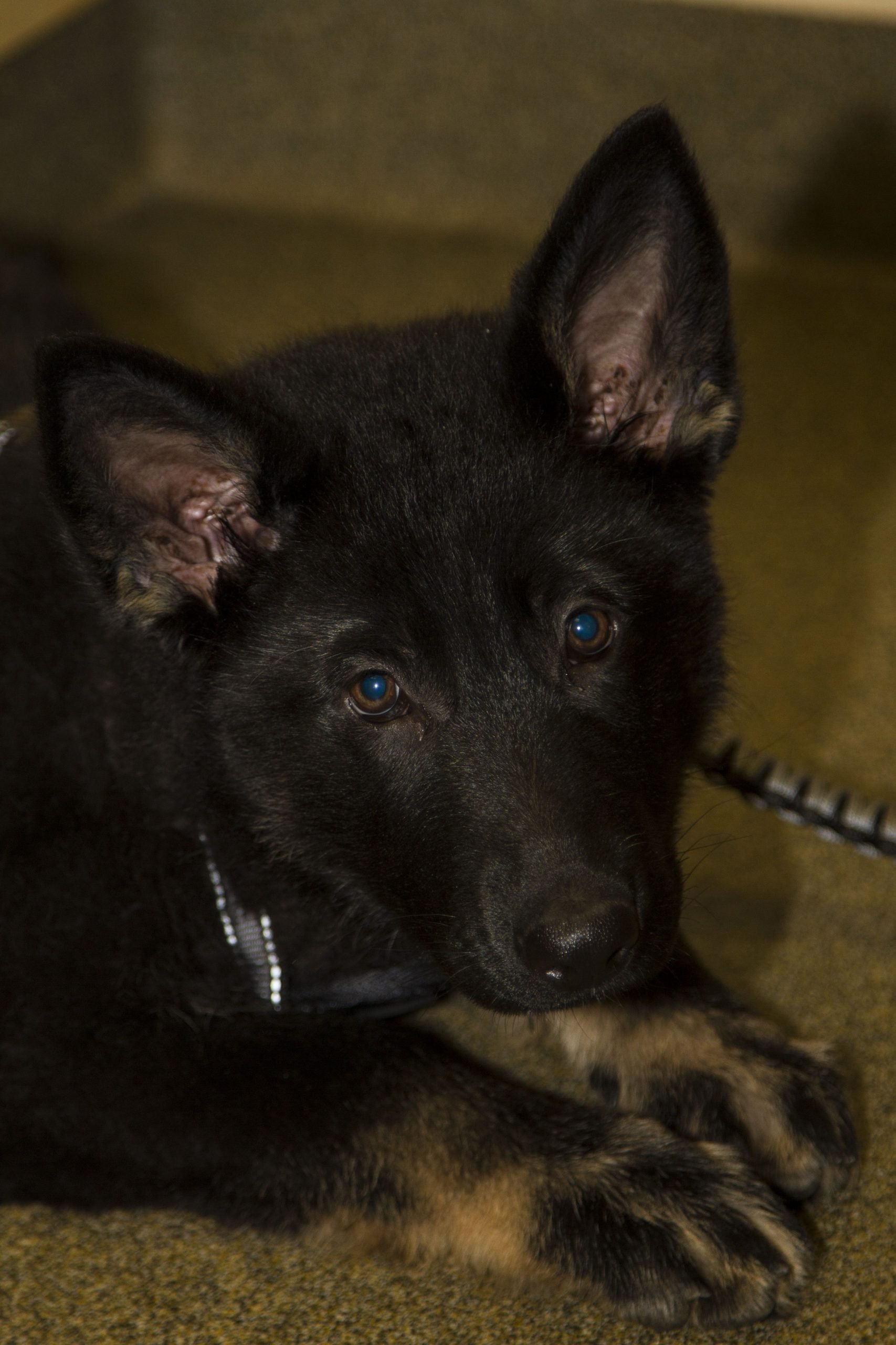 Zoey is a German Shepherd puppy with some big paws to grow ...